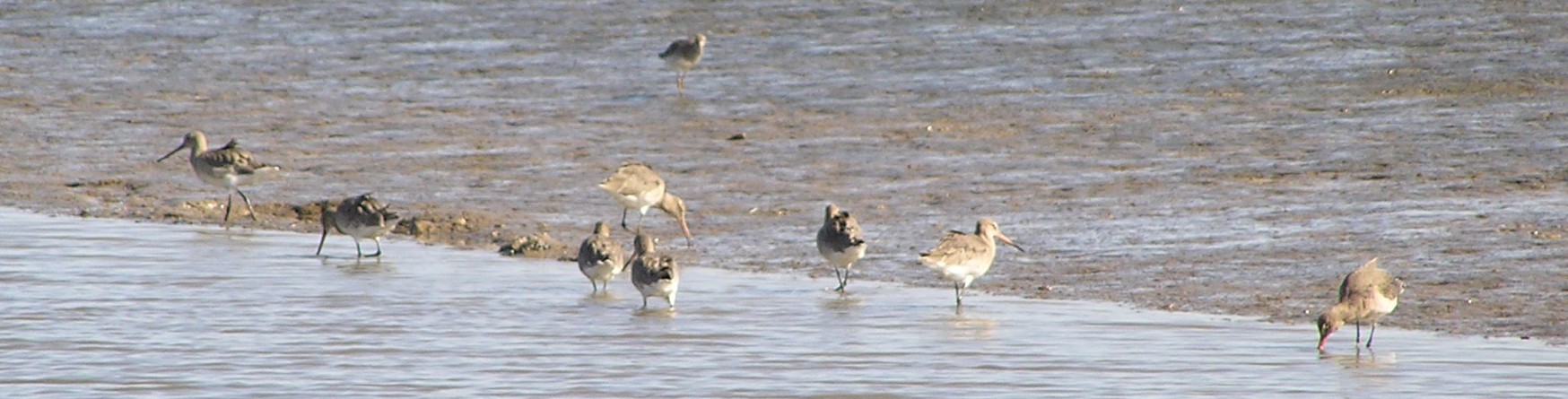 Birds On The Shoreline